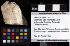 Foto (Objket + Etiketten) von Galatheites sp. 